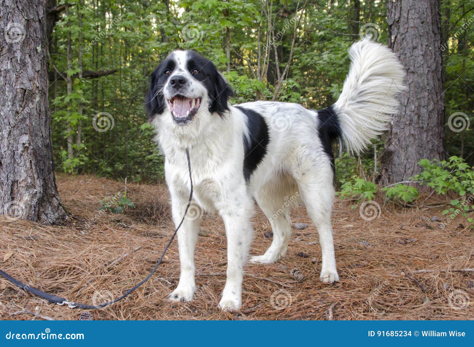 border collie and great pyrenees