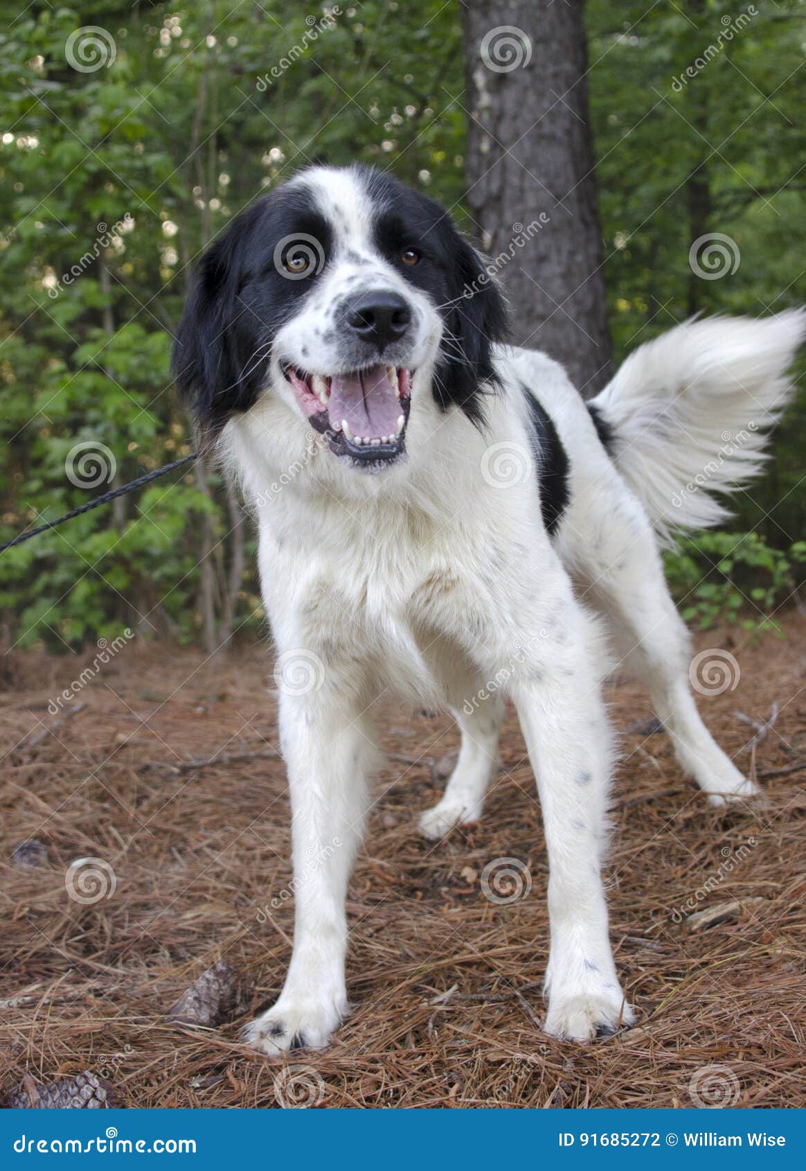 border collie and great pyrenees