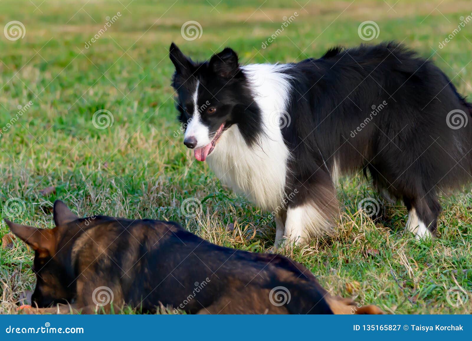 collie aggression