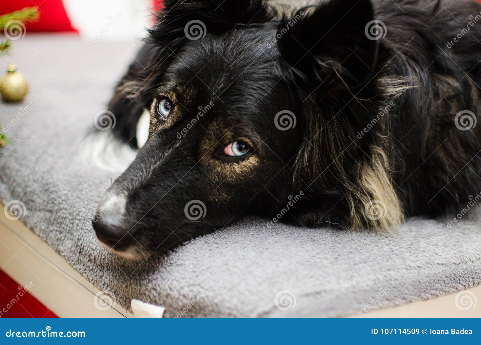 Border Collie Husky Dog Mix Stock Image Image Of Affection