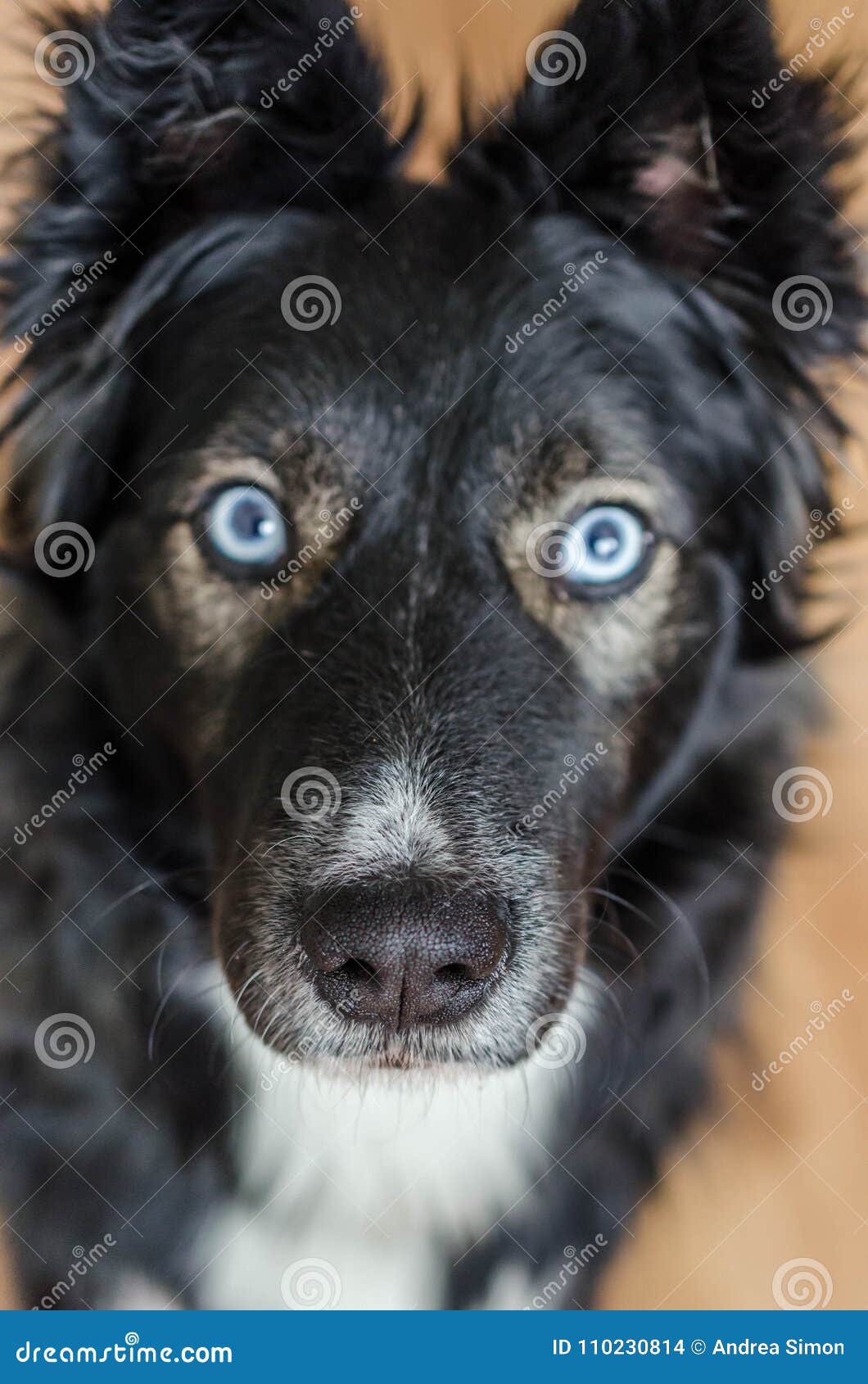 Border Collie Husky Mix Photos Free Royalty Free Stock Photos From Dreamstime