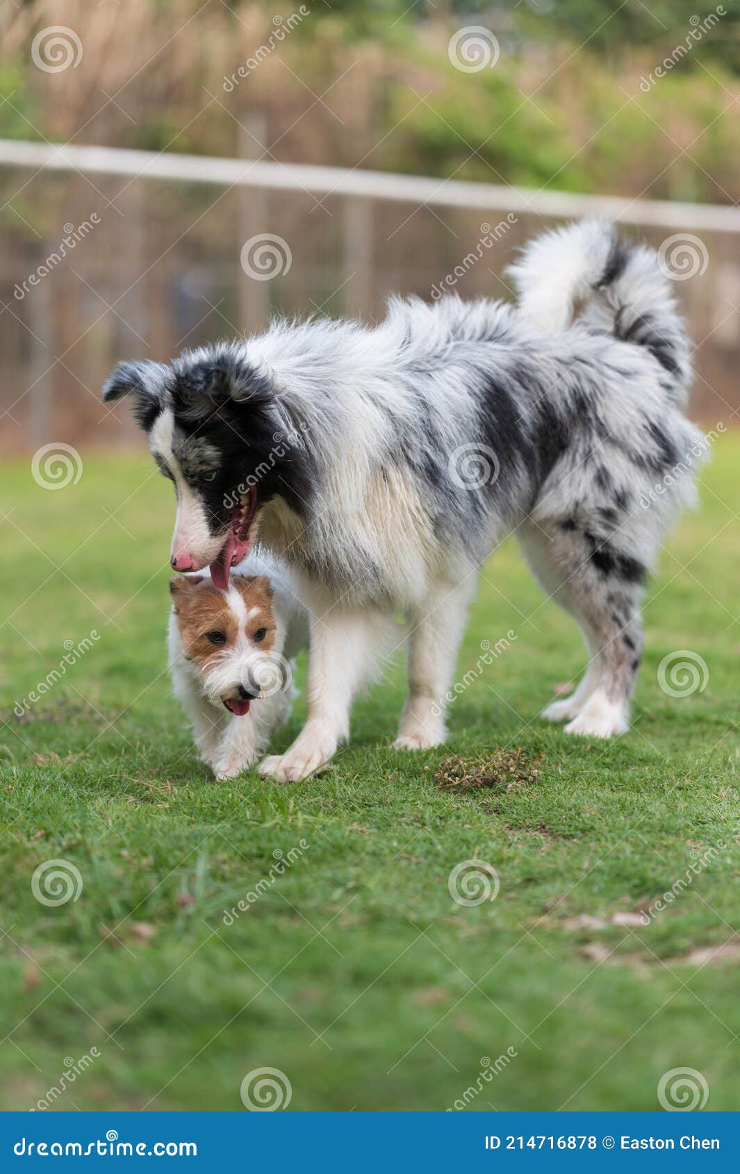 The Border Collie and Jack Russell Terrier Get Along Stock Photo