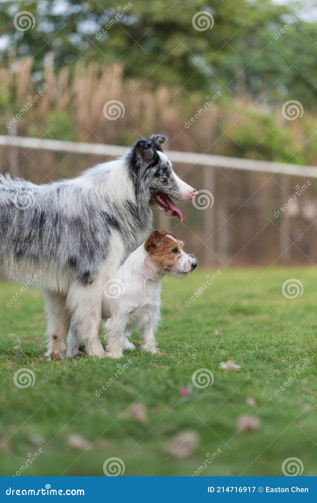 The Border Collie and Jack Russell Terrier Get Along Stock Image