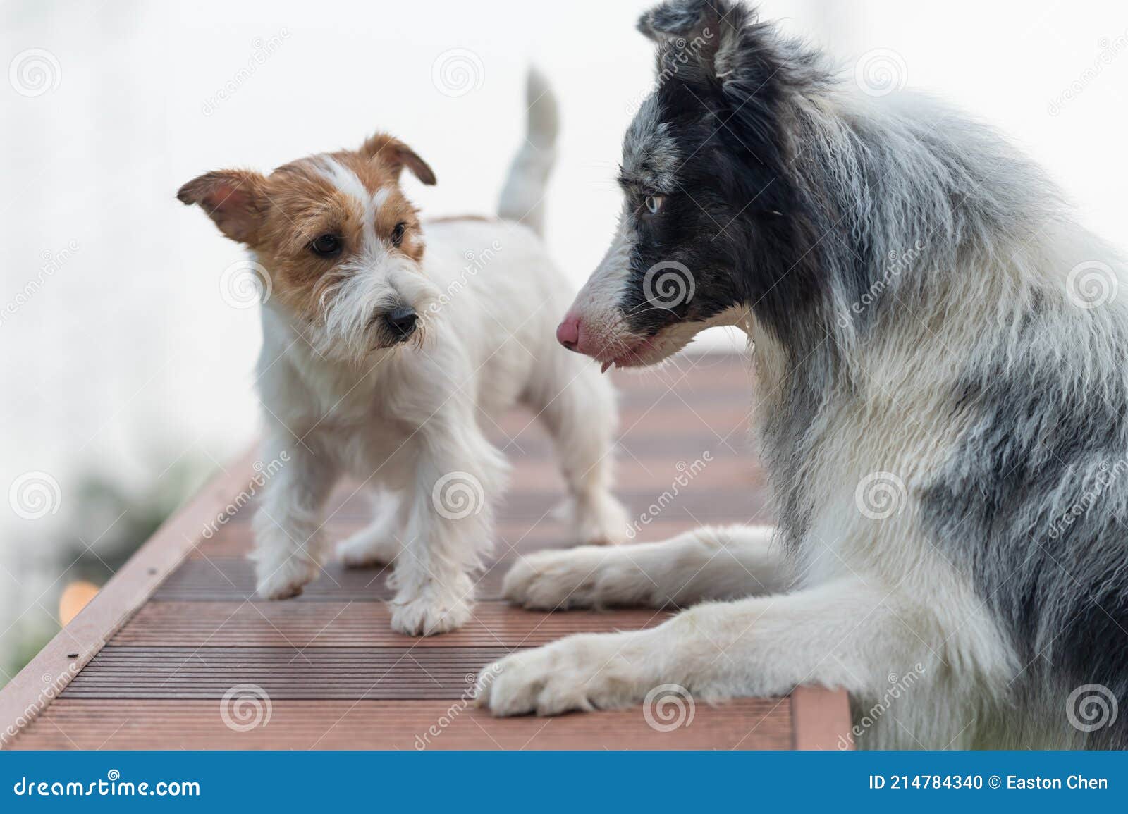 The Border Collie and Jack Russell Terrier Get Along Stock Photo