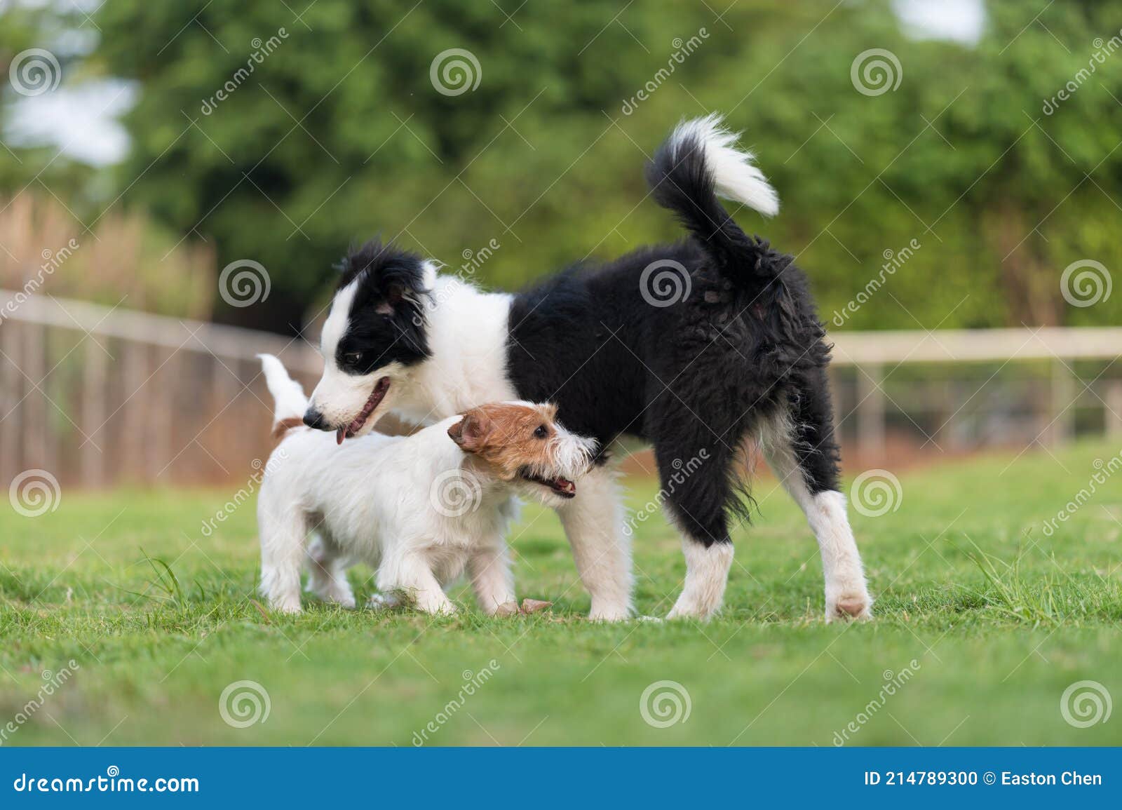 Border Collie and Jack Russell Terrier Playing in the Grass Stock Photo