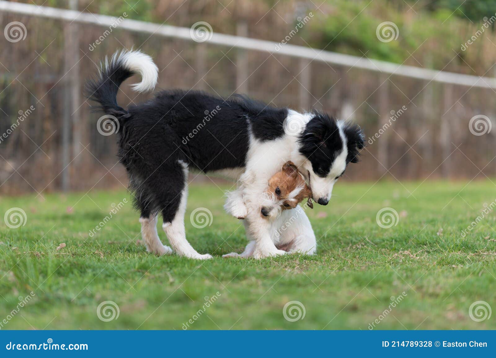 Border Collie and Jack Russell Terrier Playing in the Grass Stock Photo