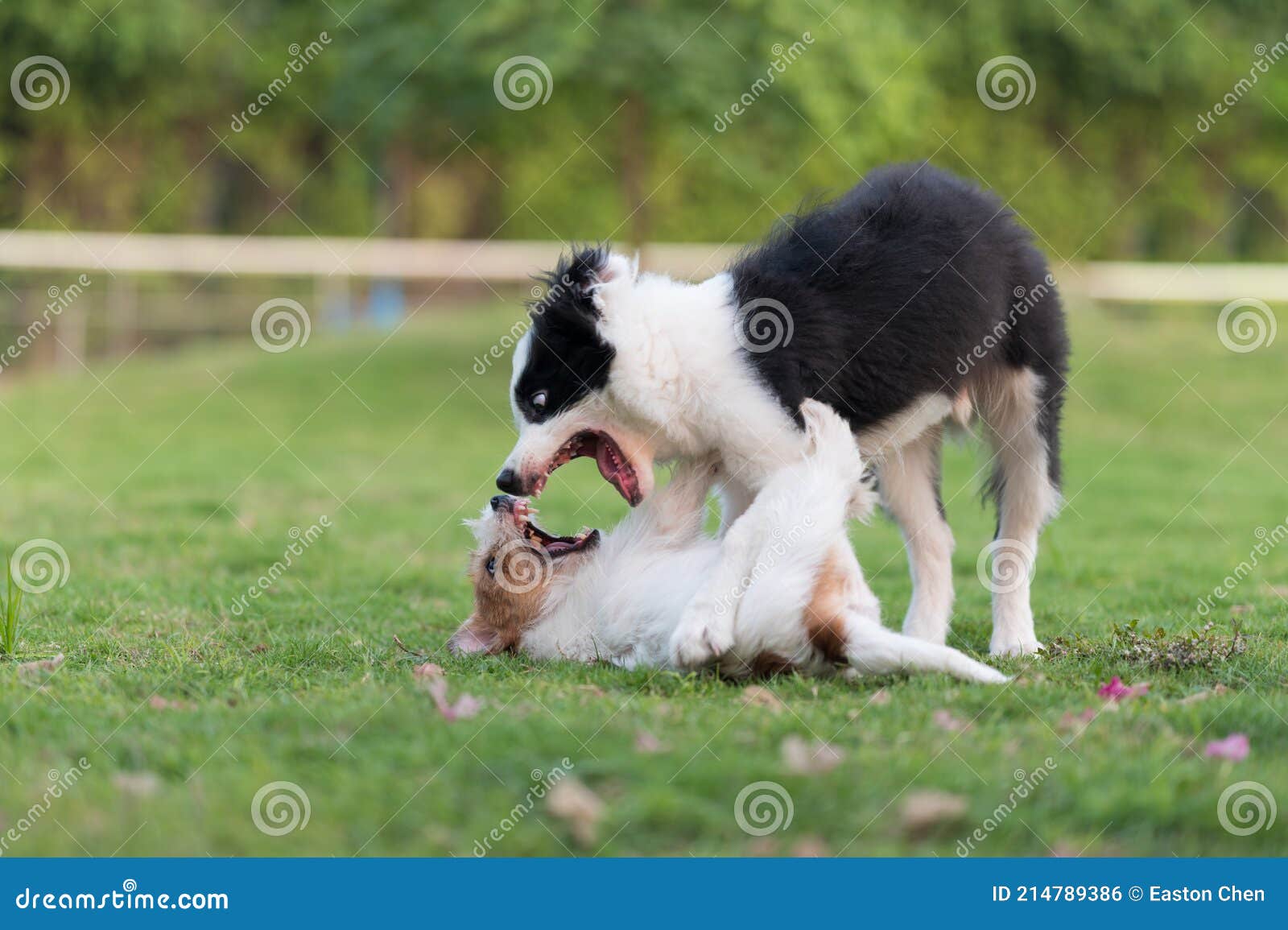 Border Collie and Jack Russell Terrier Playing in the Grass Stock Photo