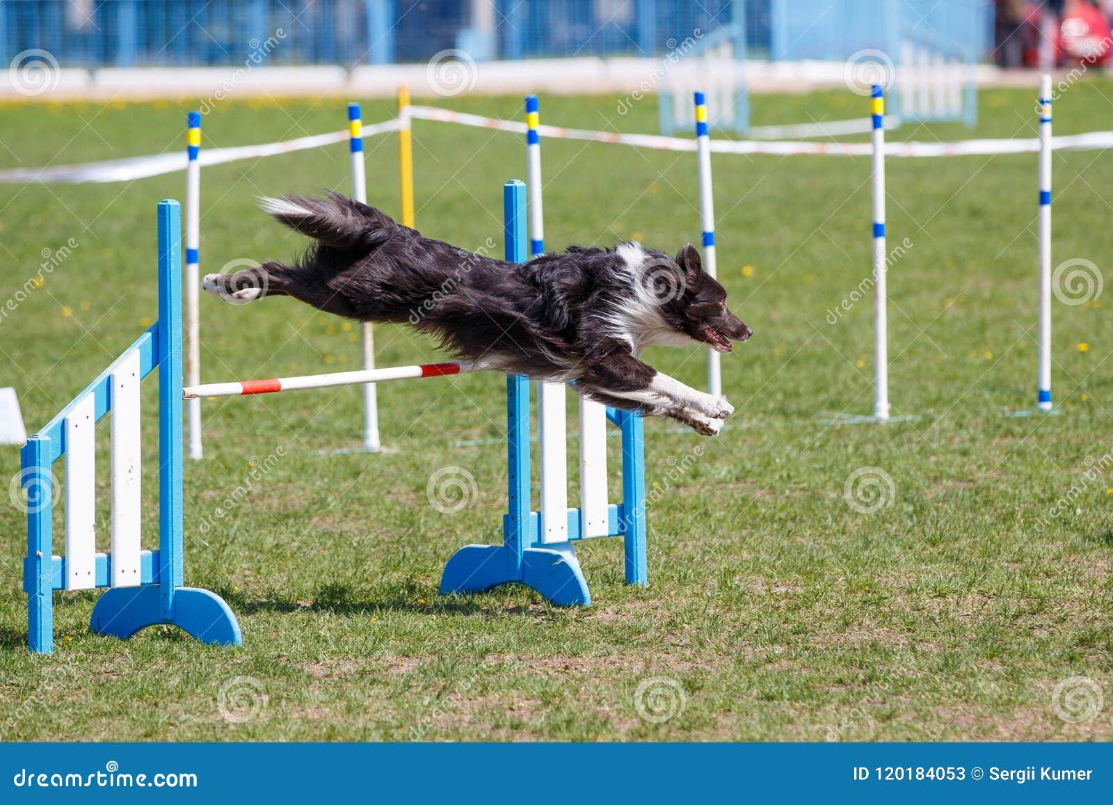 Dog Jumping Over Hurdle in Agility Competition Stock Image Image of