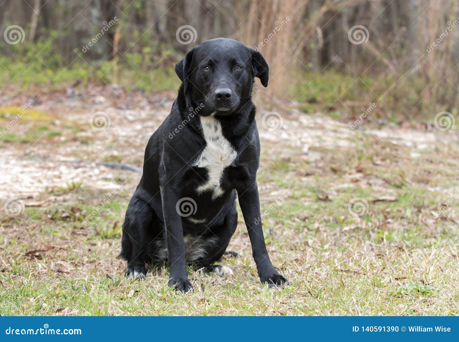 Border Collie Labrador Retriever Mixed Breed Dog Stock