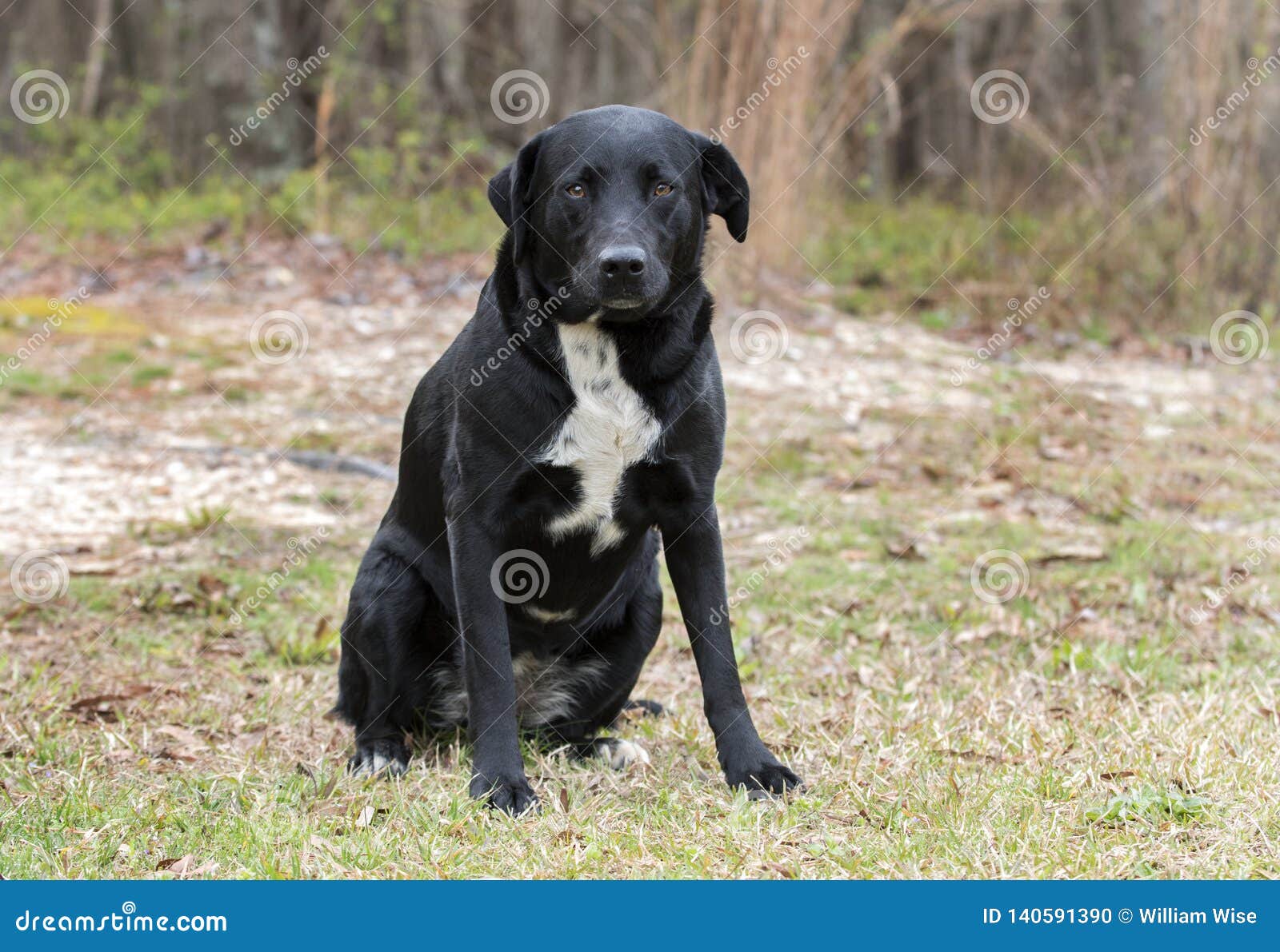 Border Labrador Retriever Mixed Breed Dog Stock Photo - Image of humane, 140591390