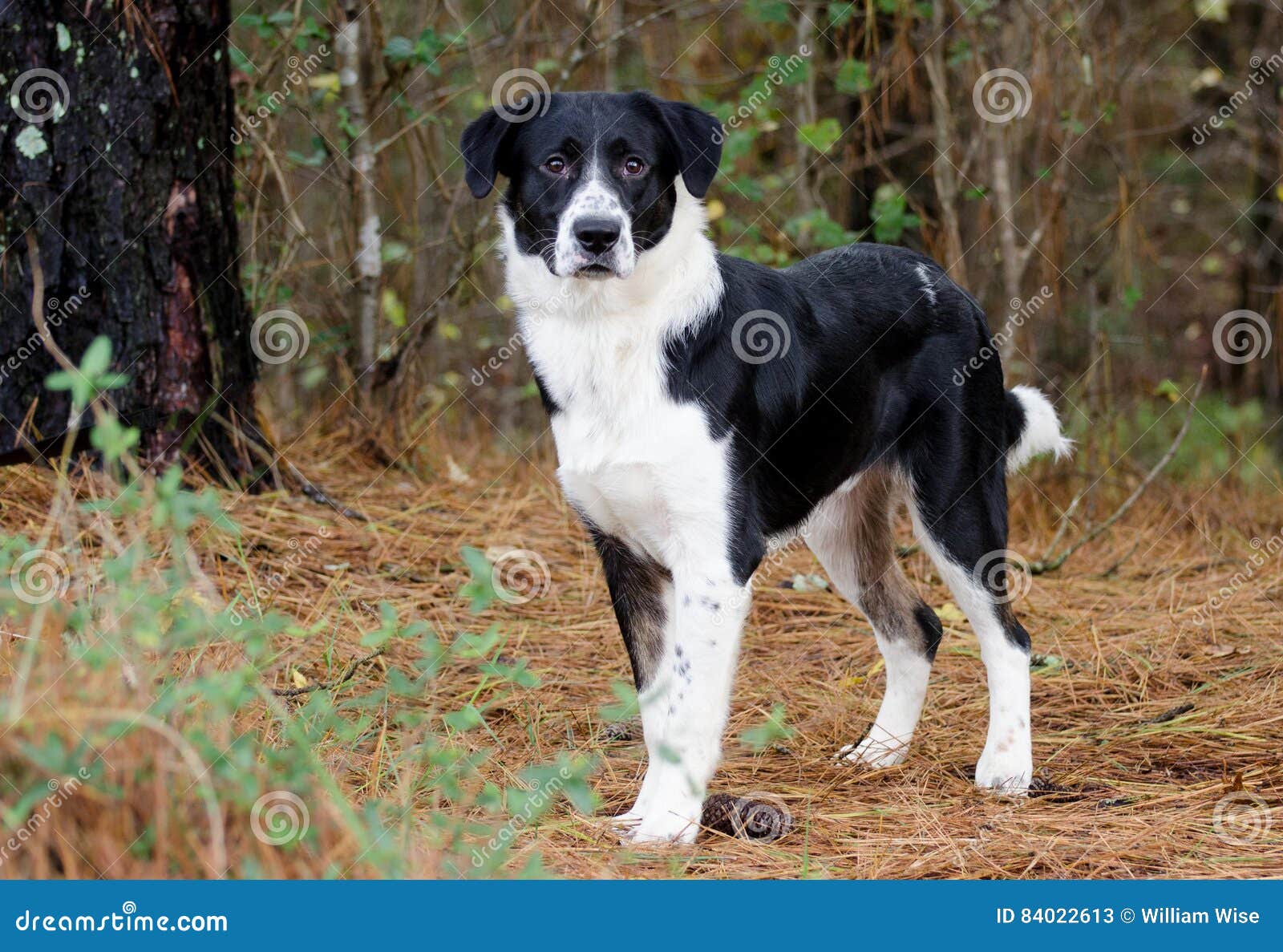 45+ Border Collie Mix Brown And Black