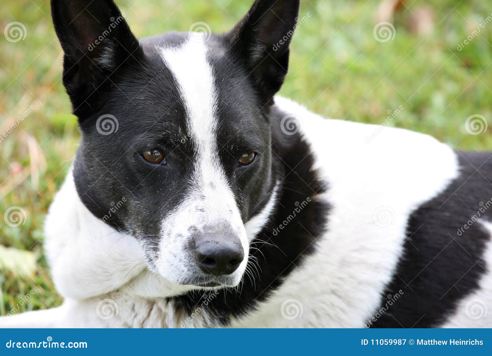 Border Collie Mix Dog Stock Image Image Of Snout Grass 11059987
