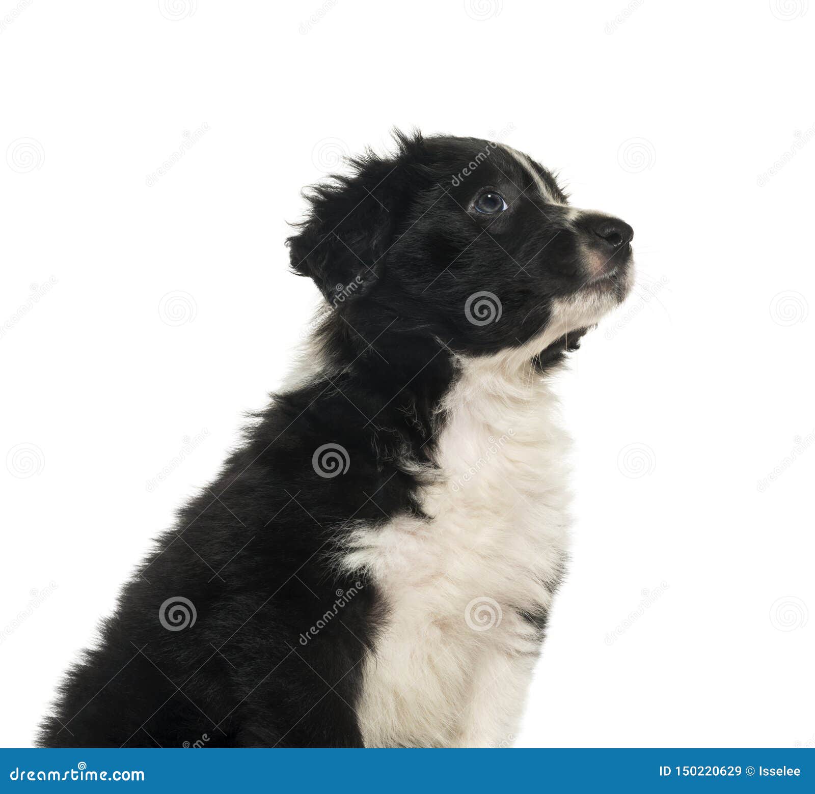 Border Collie , 2 Months, Against White Background Stock ...