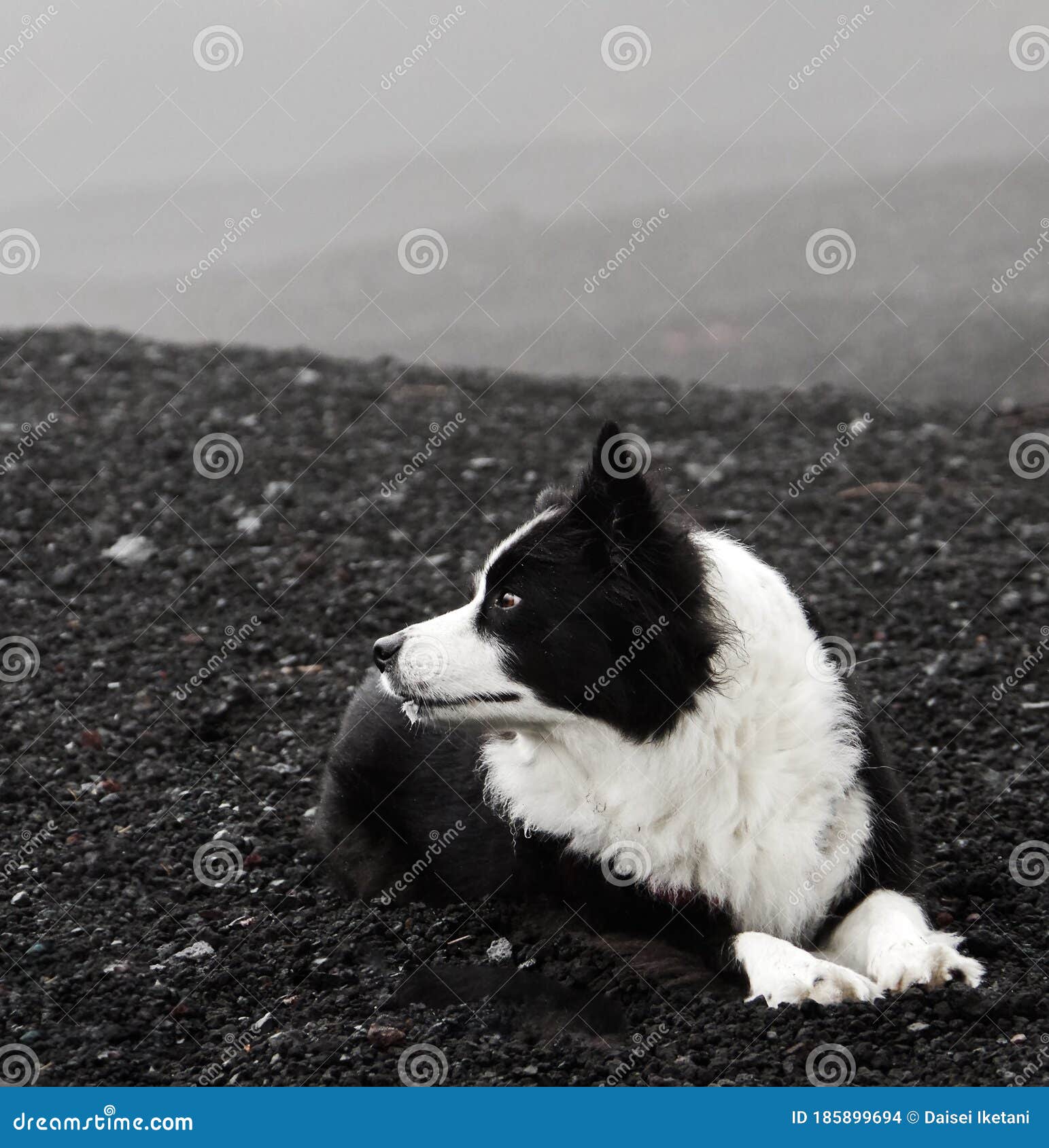 Border Collie On Mt Fuji Stock Photo Image Of Adorable