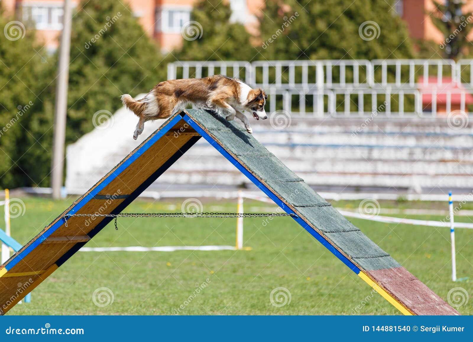 What Are Dog Agility Trials