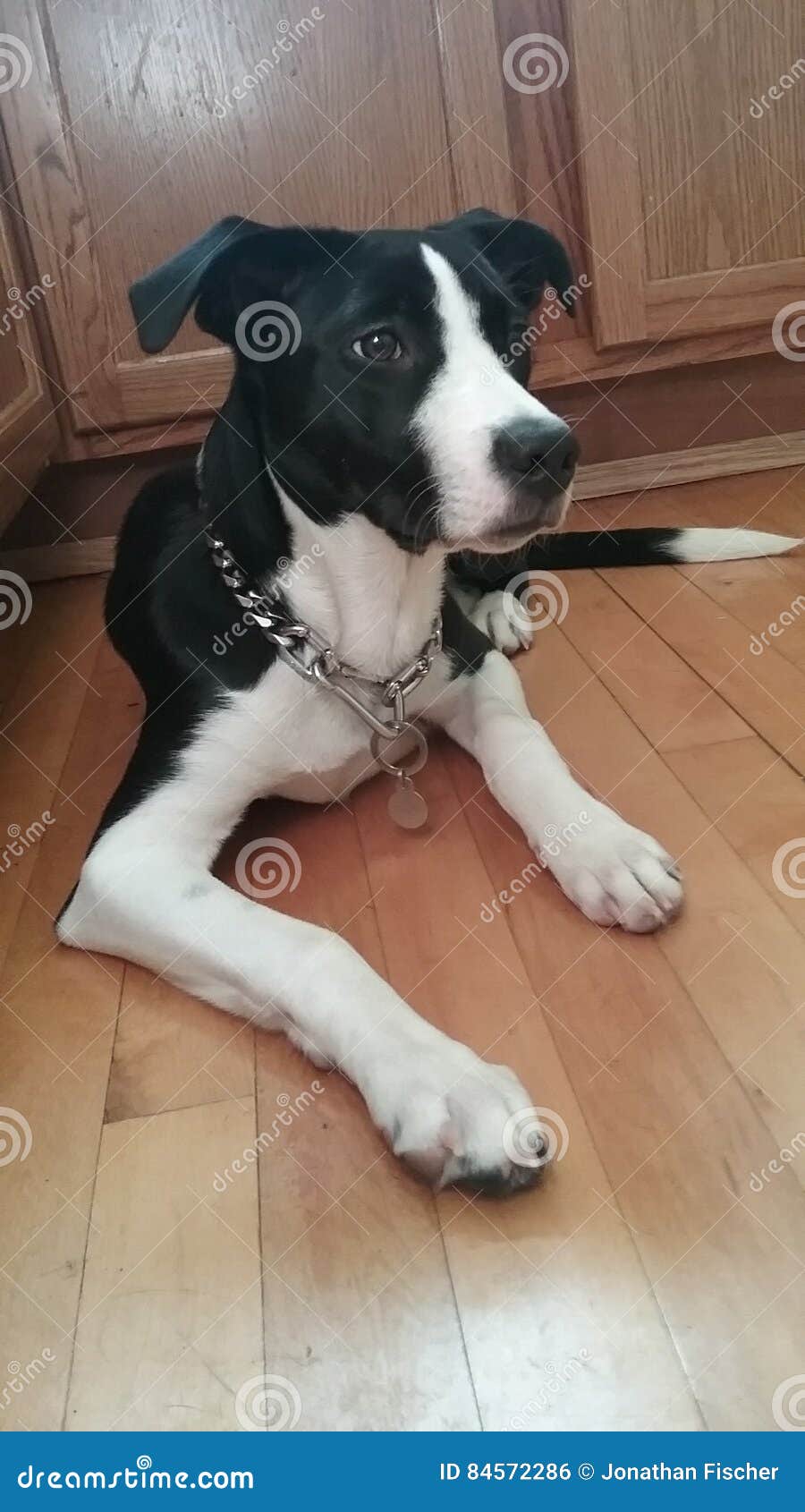 border collie cross pitbull