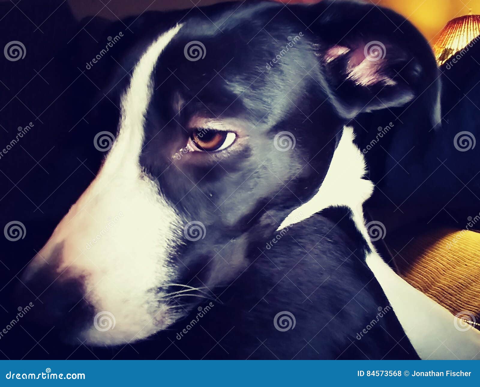 Border Collie Pitbull Mix Puppy Cute Photo Stock Photo - Image Of Jayda,  Bull: 84573568