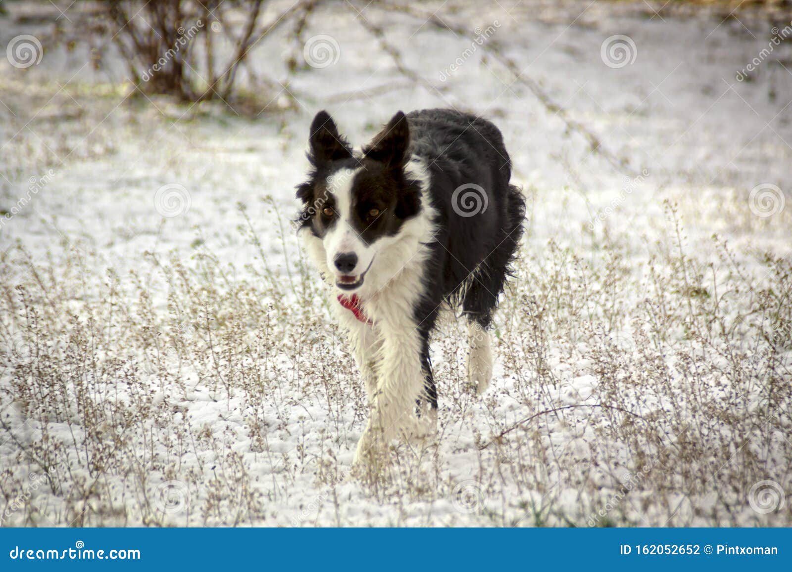 Are Border Collies Affectionate