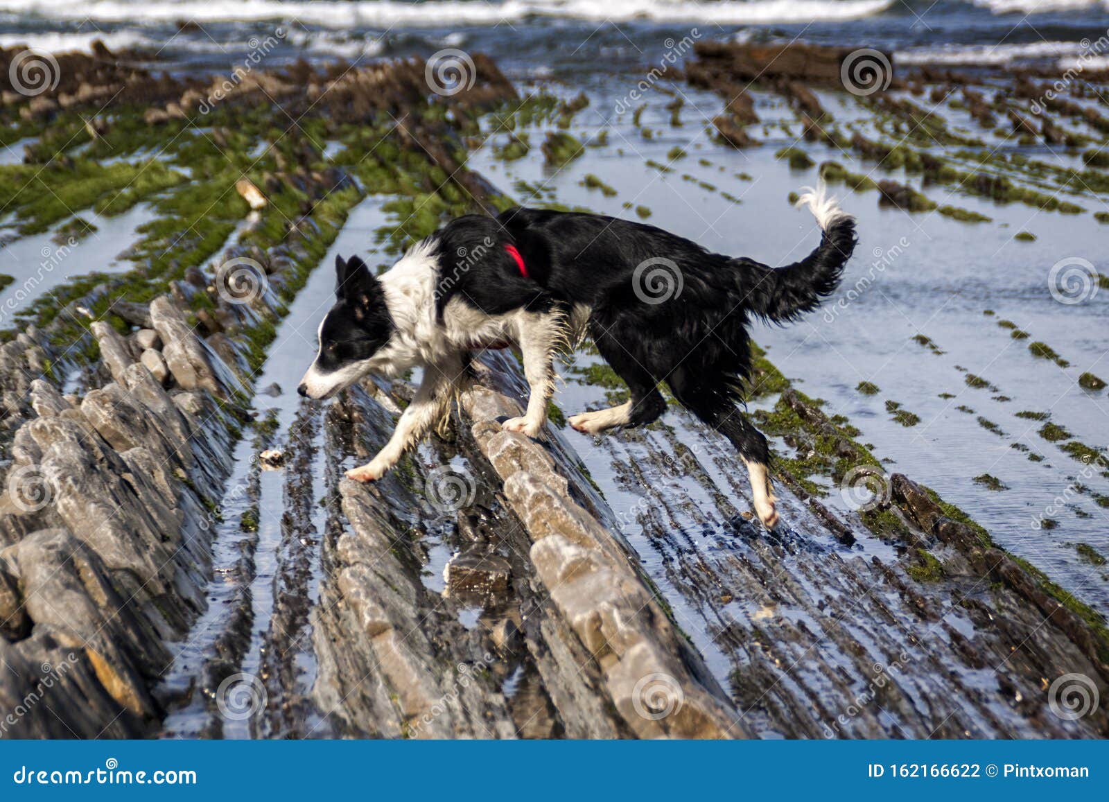 Are Border Collies Affectionate