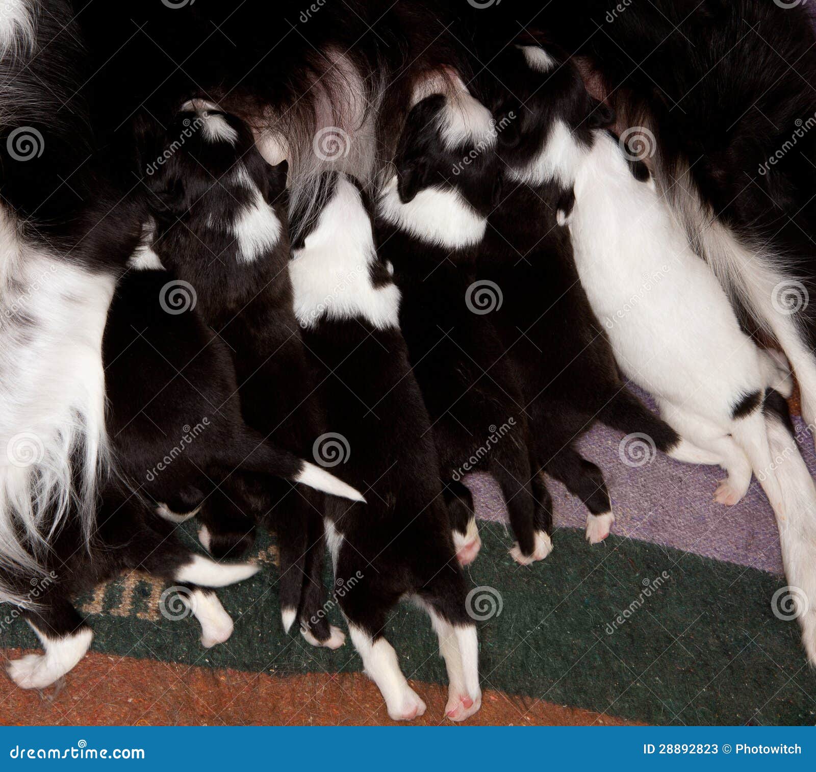 Border Collie Puppies Feeding Stock Image Image of