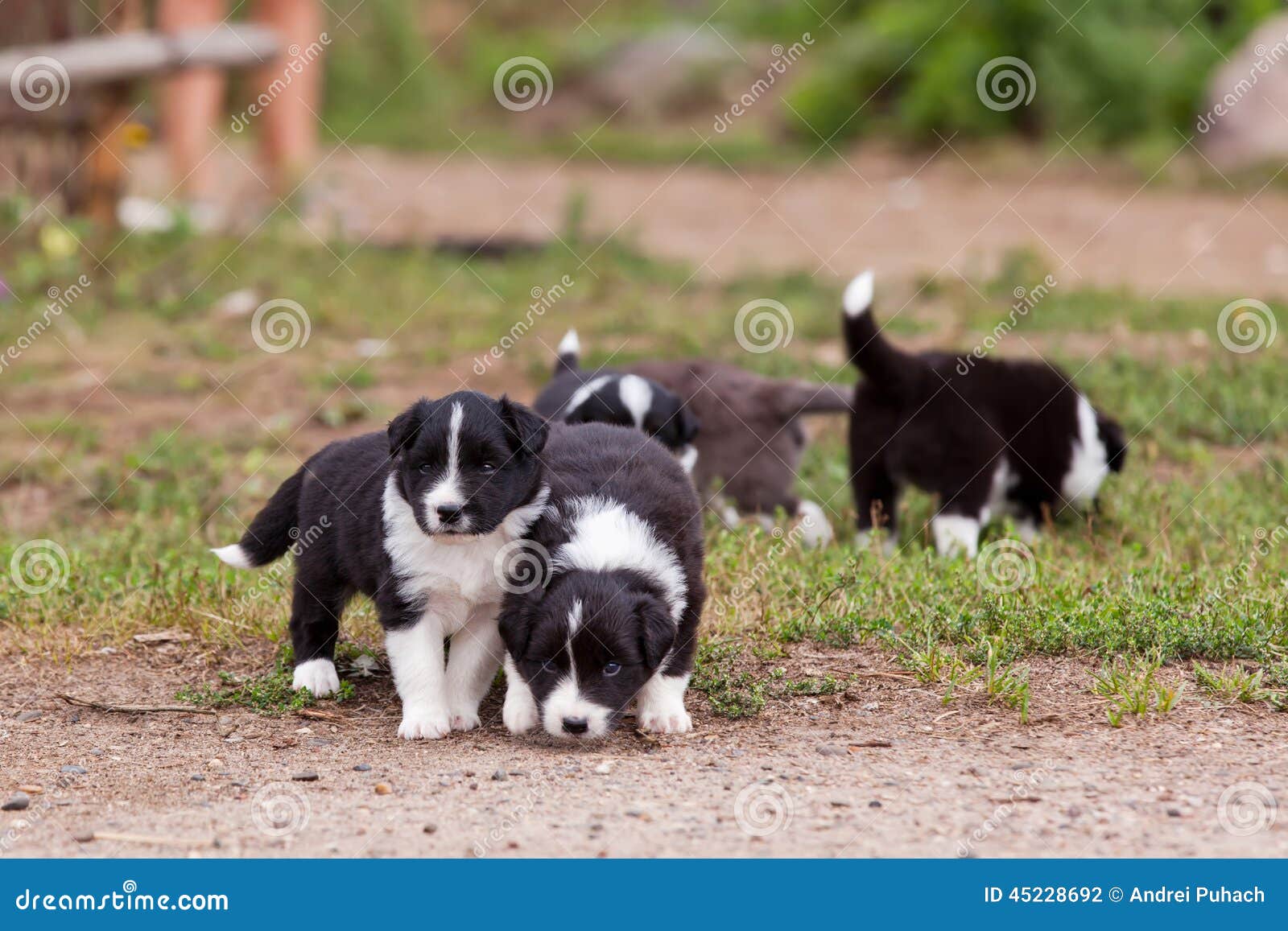 Border Collie Puppies Playing Outside on the Farm Stock Photo Image