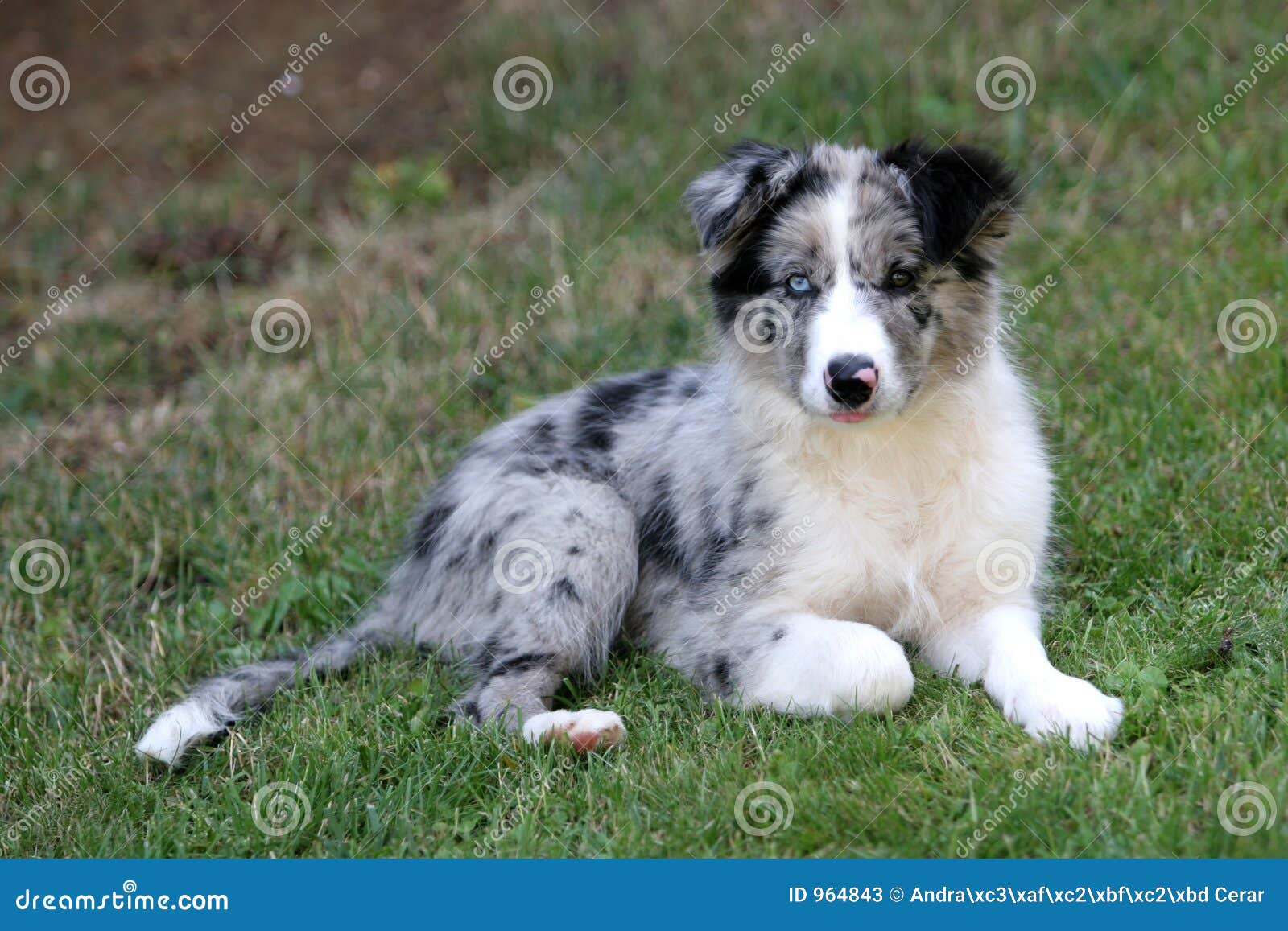 blue merle collie puppy