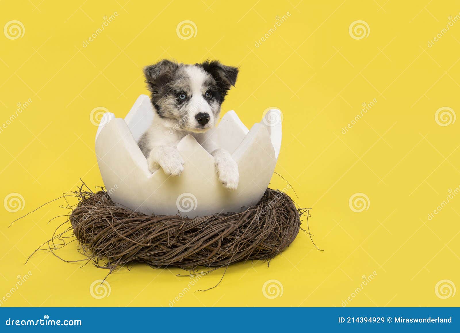 aankunnen In zoomen Shipley Border Collie Puppy in a Easter Egg Shell in a Animals Nest on a Yellow  Background in a Vertical Image with Space for Copy Stock Image - Image of  young, nest: 214394929