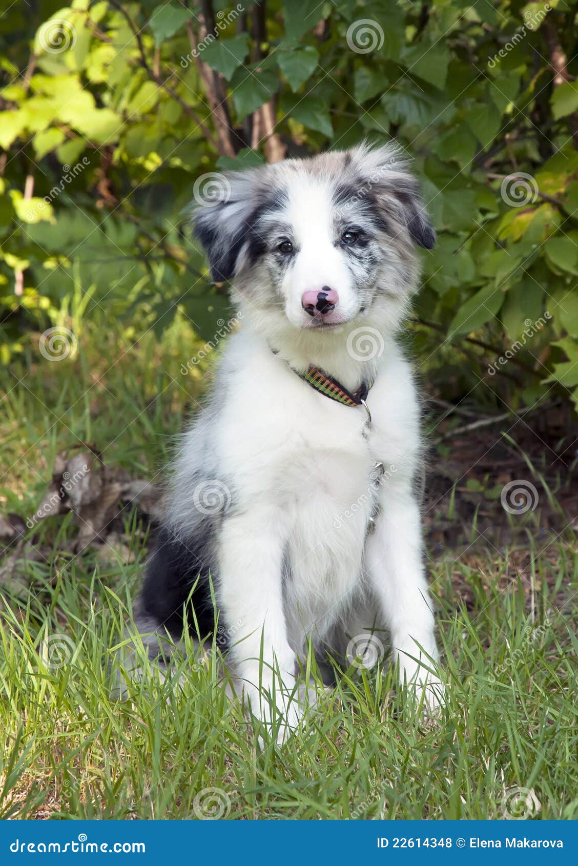 vurdere Uhøfligt tage Border Collie Puppy in Grass Stock Photo - Image of purebred, cute: 22614348
