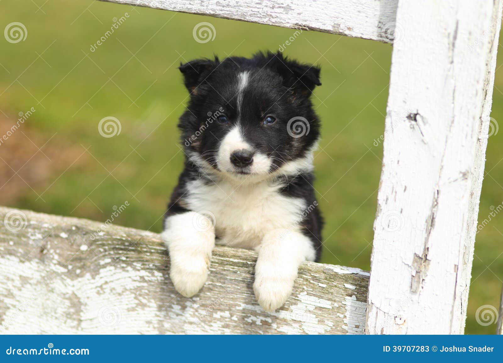 border collie puppy resting paws on rustic white wooden fence ii