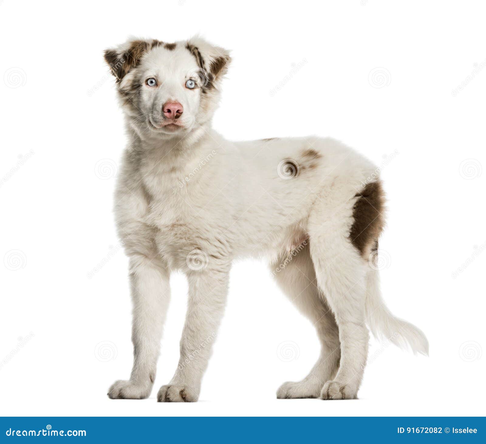 Border Collie Puppy Standing, 4 Months Old, Isolated Stock Photo