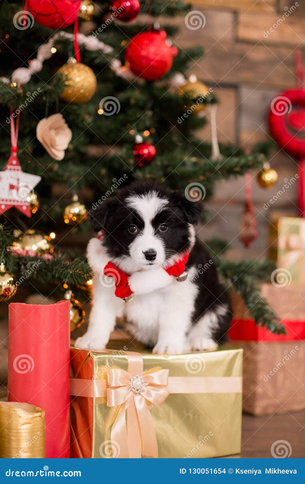 Funny Christmas Puppies White Background