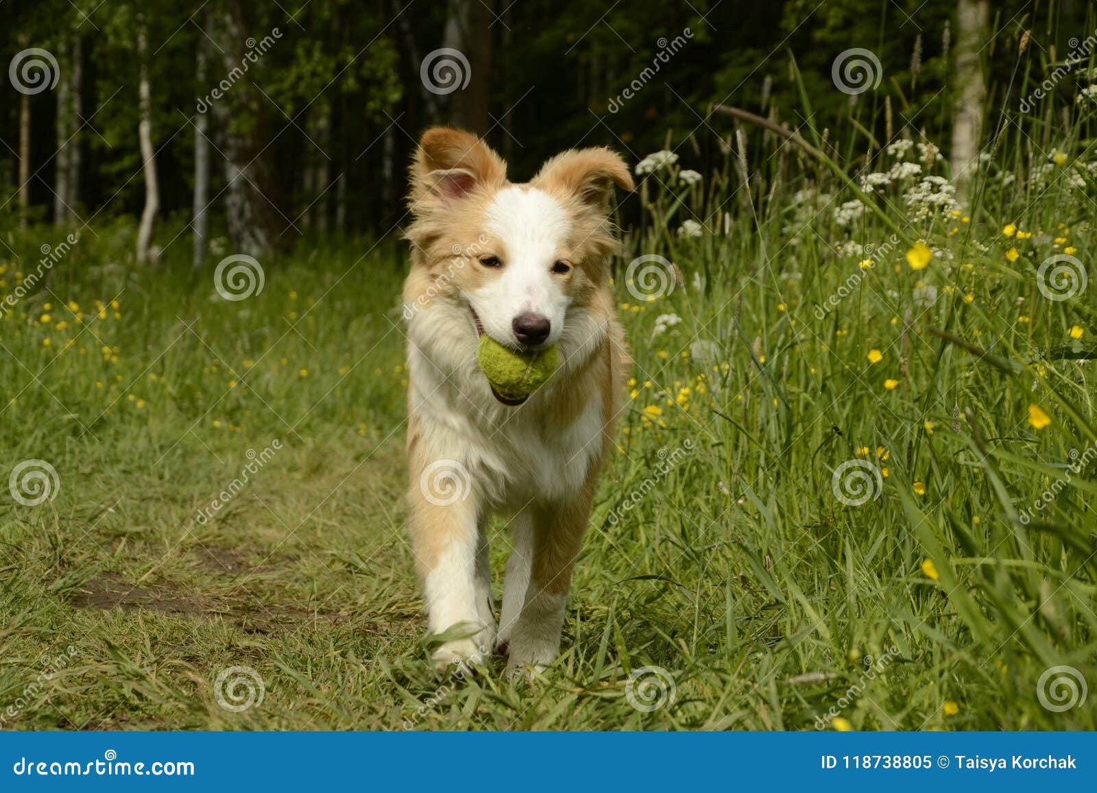 Border collie puppy stock image. Image 