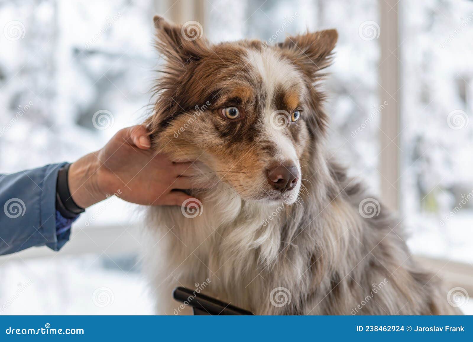 Border Collie is Ready for Trimming Stock Photo Image of cute