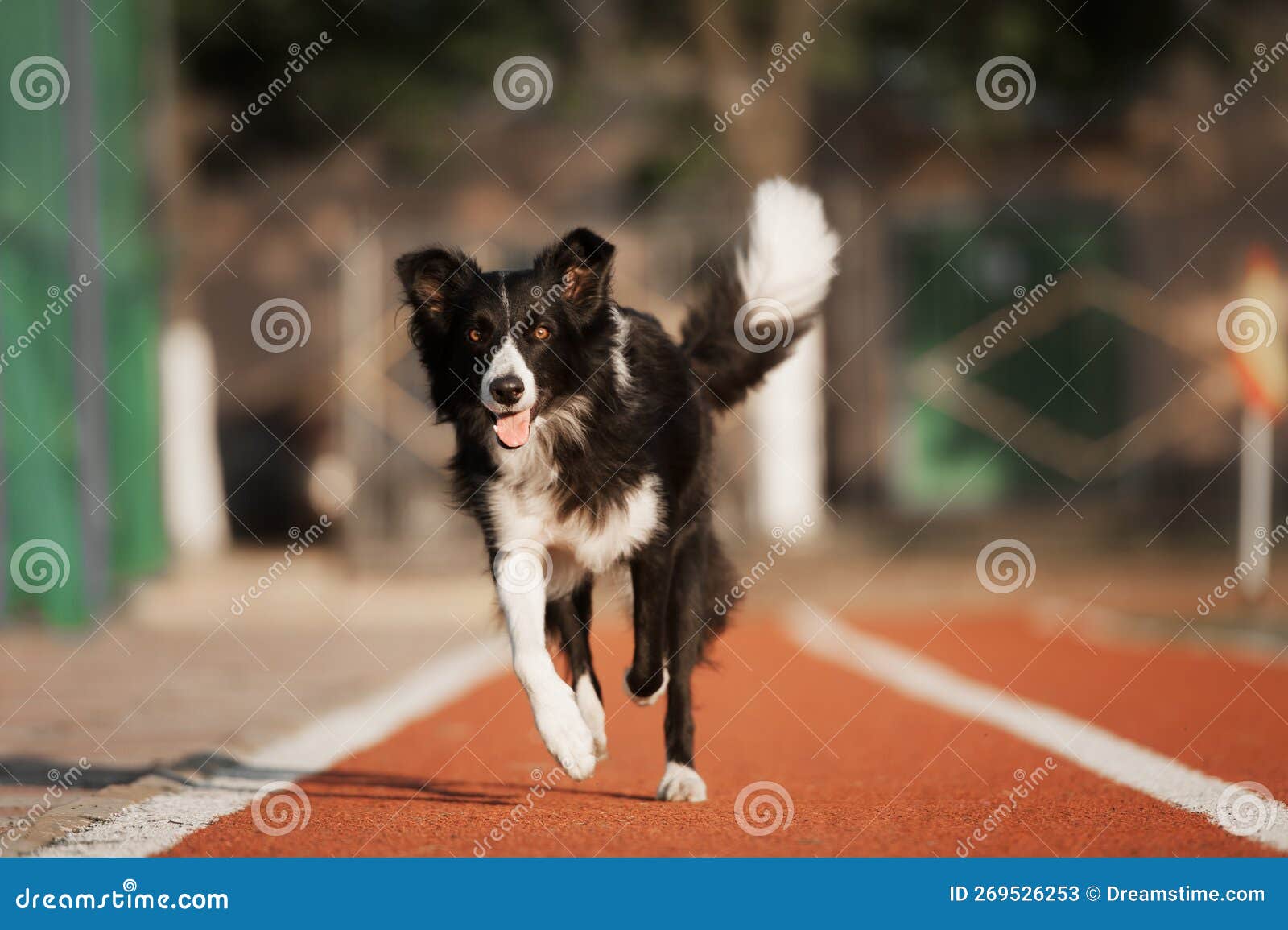 Border Collie Running on a Treadmill Stock Image Image of black, play