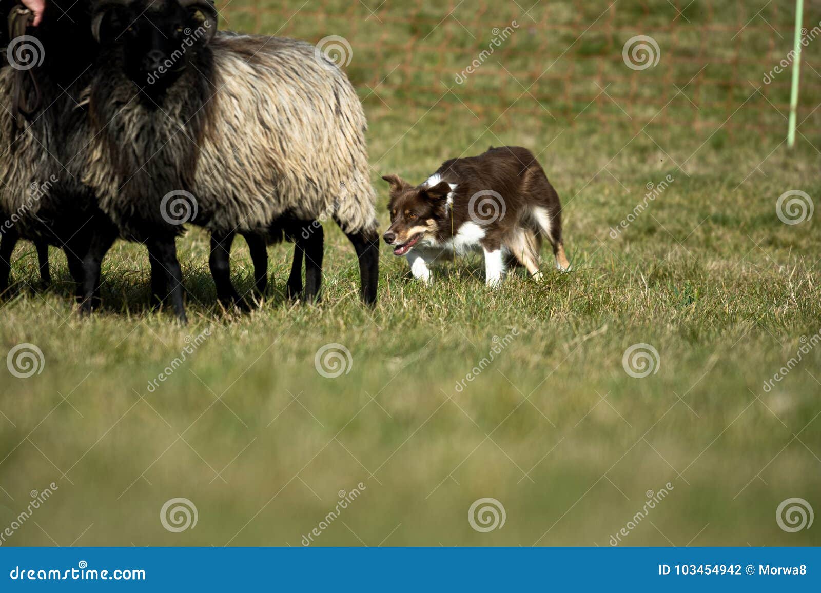 border collie with sheep herding