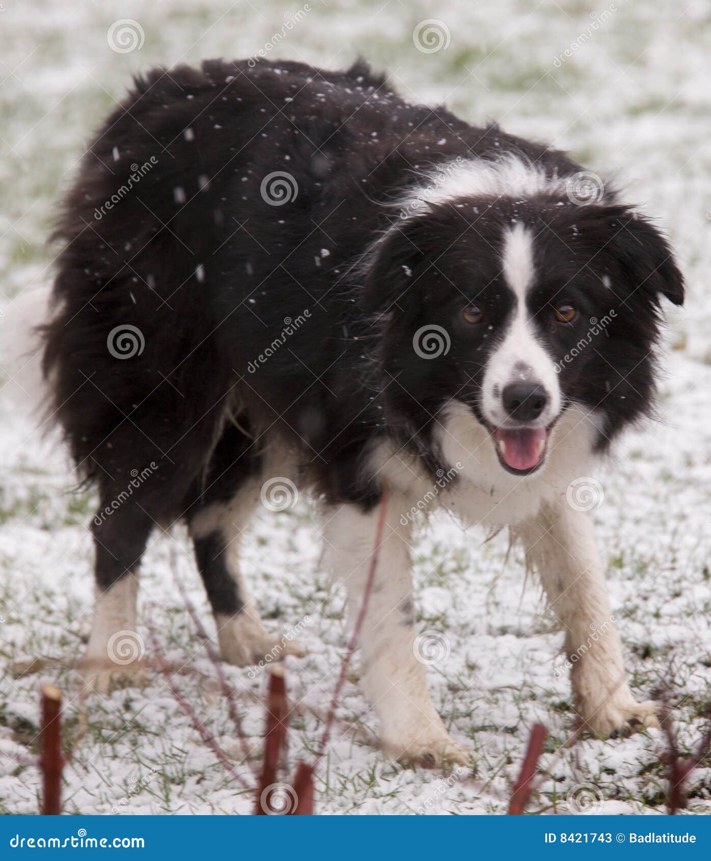 Border Collie in Snow stock image. Image of field, watching 8421743