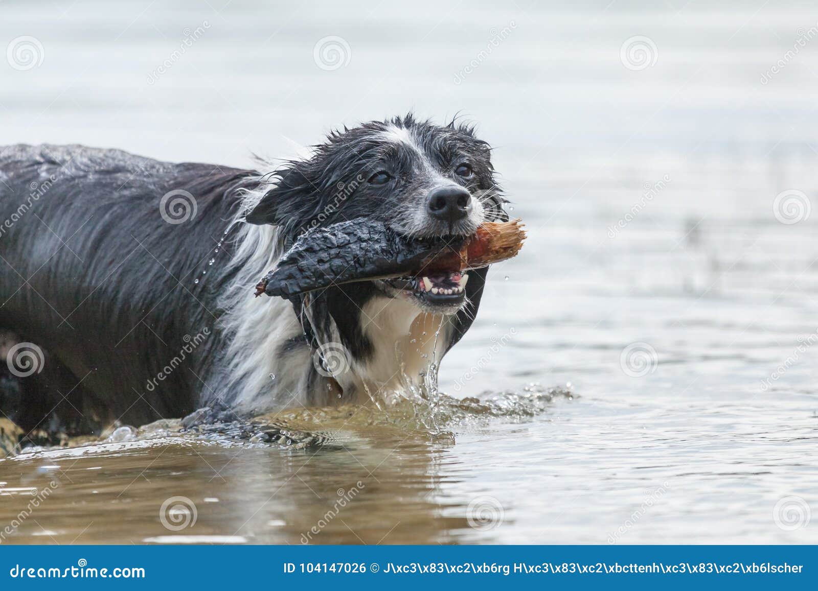 border collies and water