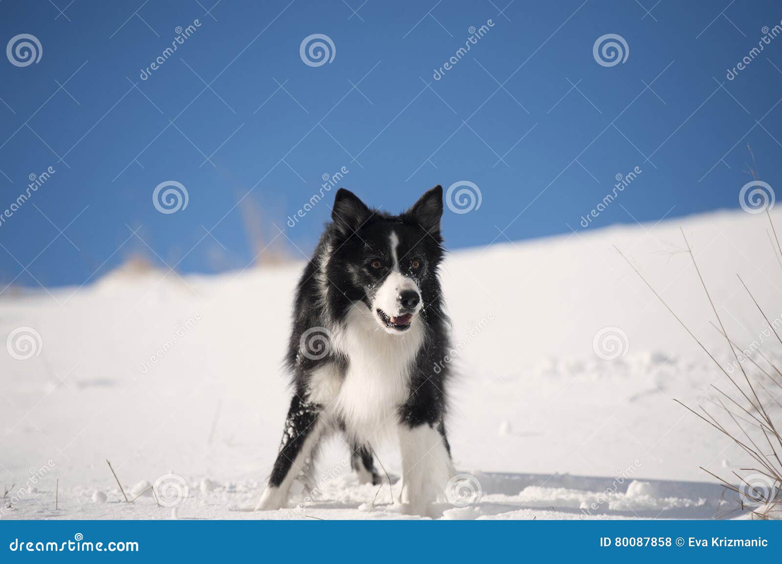 border collie waiting for a command in snow