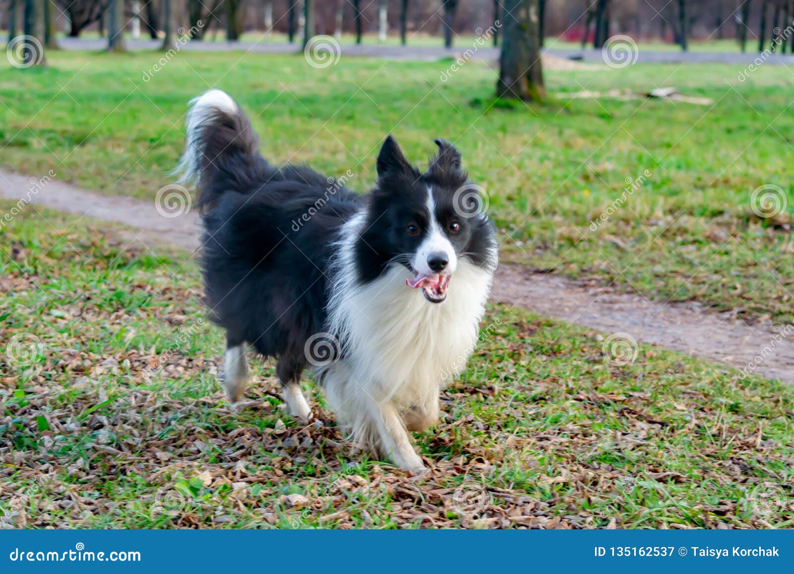 Border Collie Walking Outdoors In The Autumn Stock Image