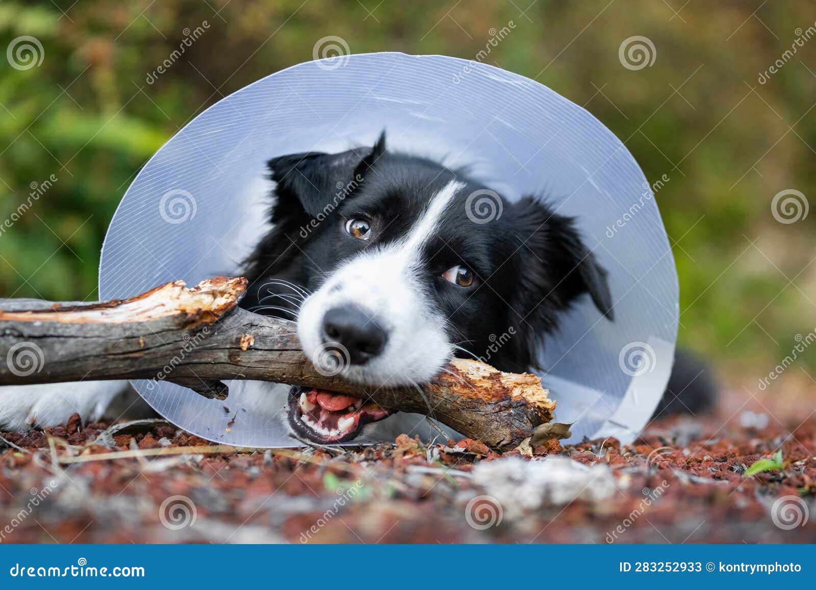 Border Collie Wearing Cone and Chewing Stick Stock Image Image of
