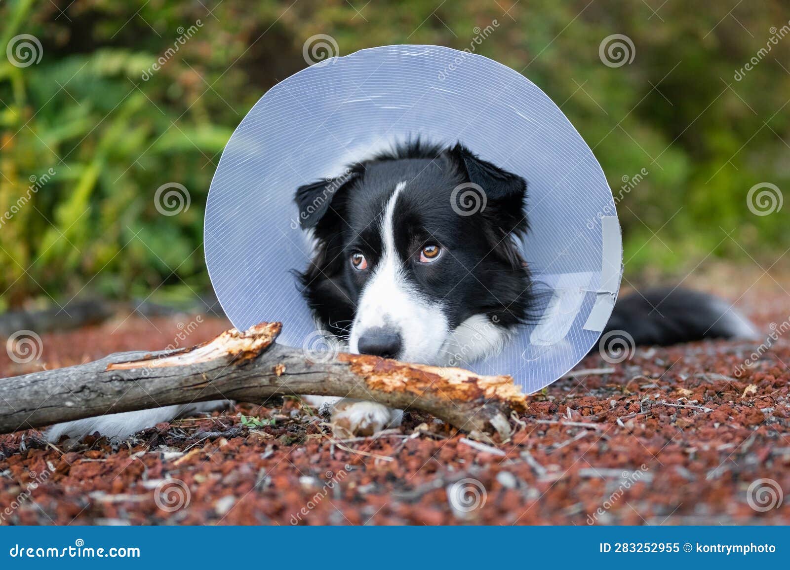Border Collie Wearing Cone and Chewing Stick Stock Image Image of