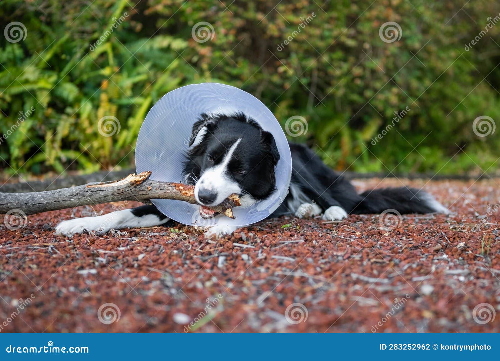 Border Collie Wearing Cone and Chewing Stick Stock Photo Image of