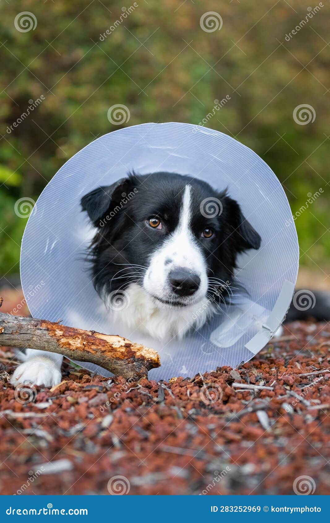 Border Collie Wearing Cone and Chewing Stick Stock Image Image of