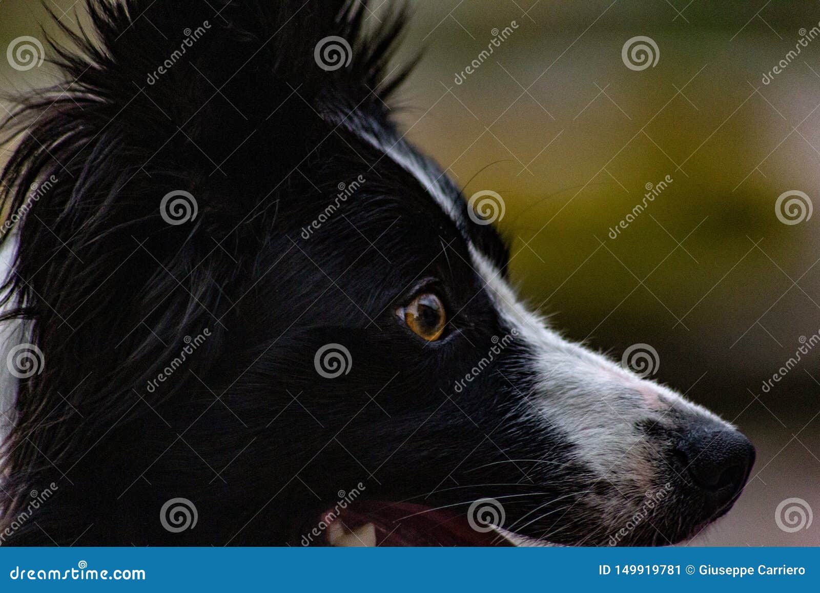 The Border Collie is a Well-proportioned Dog with a Harmonious and ...