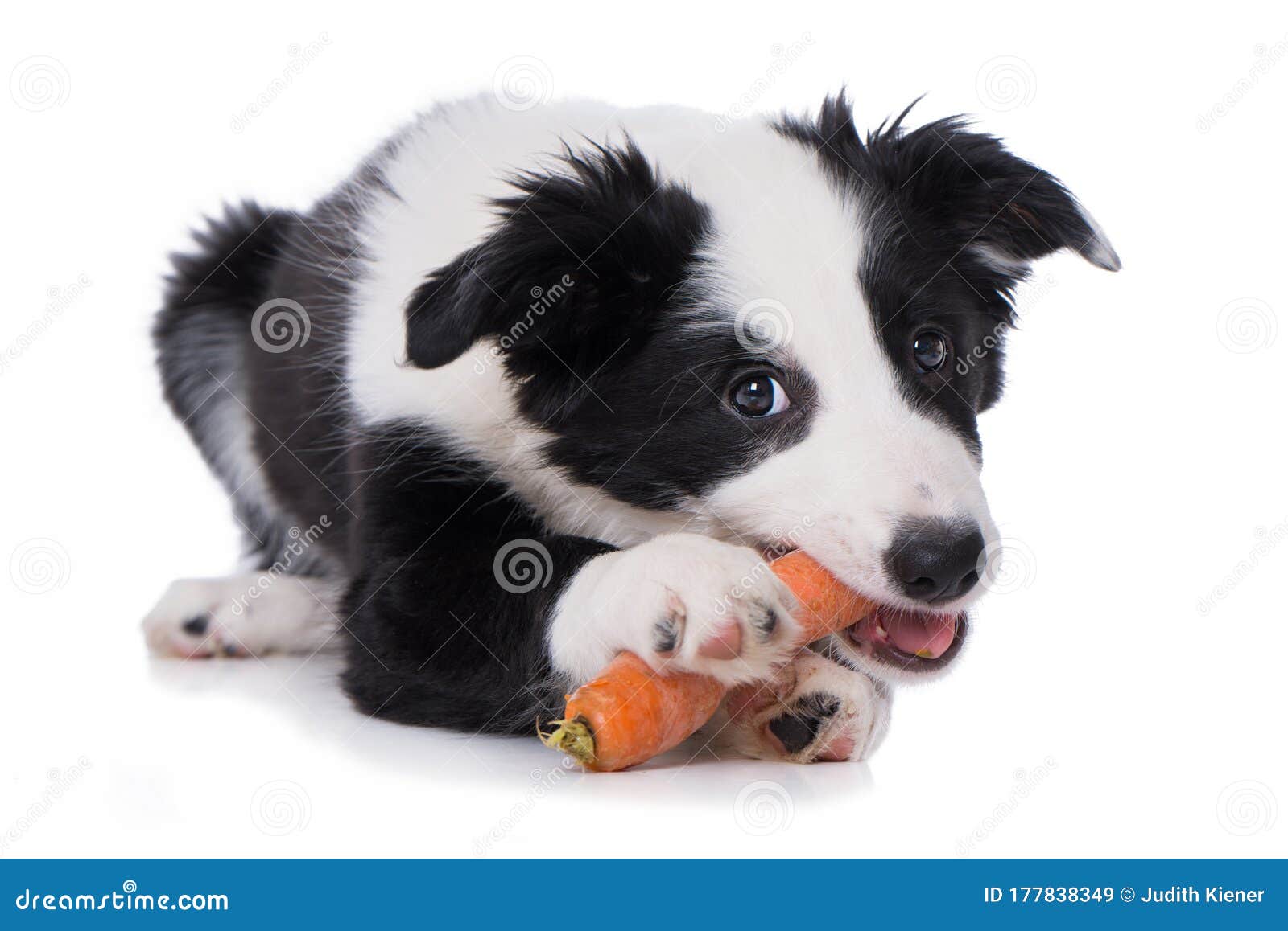 Cute Border Collie Puppy With A Carrot Stock Image Image