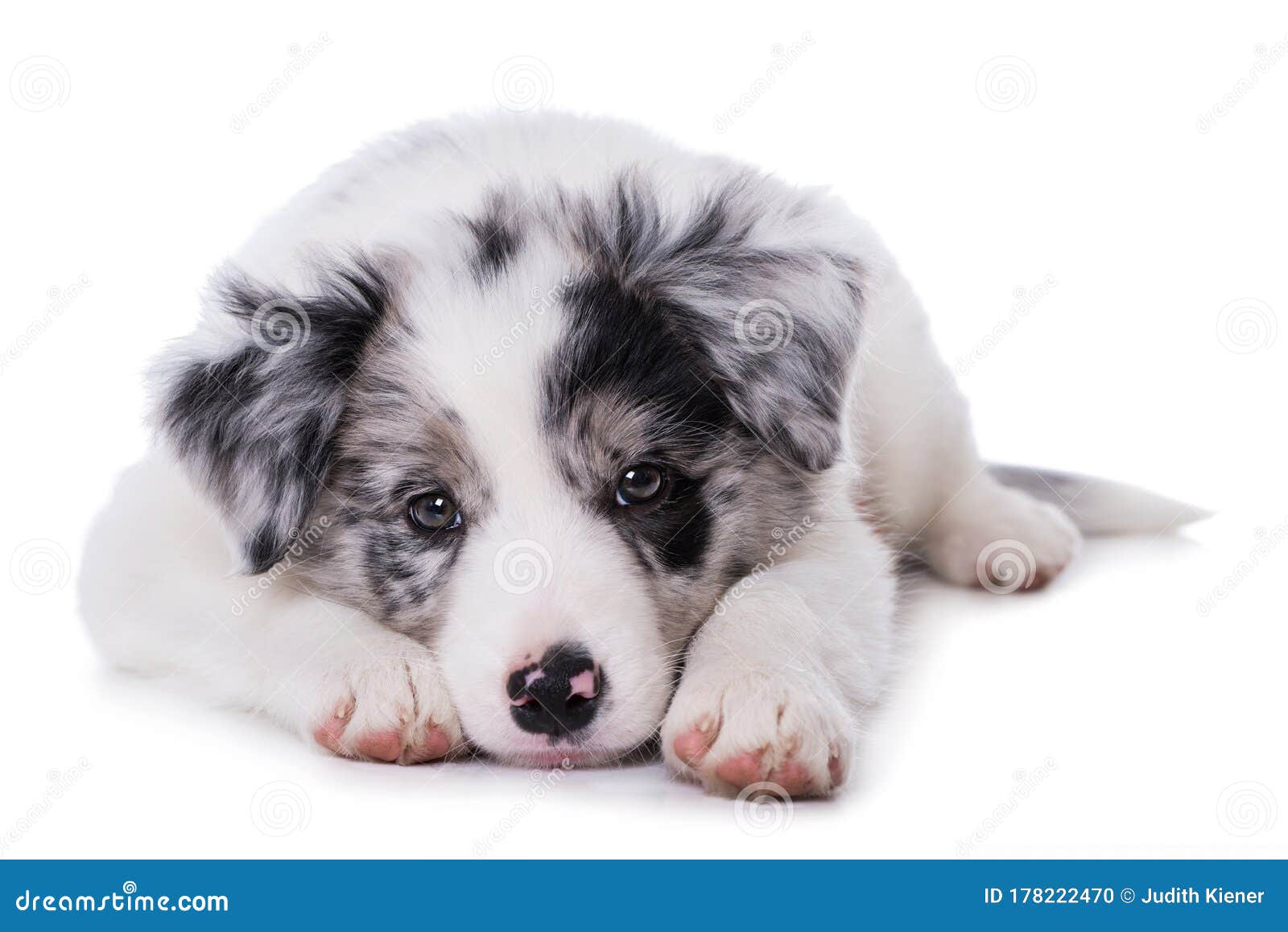 pics Cute Border Collie Puppy Images dreamstime com