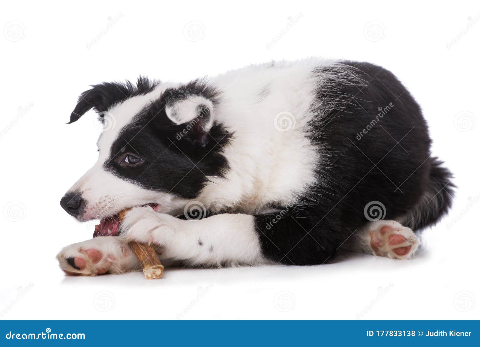 Cute Border Collie Puppy with Bull Peas Stock Photo Image of cute