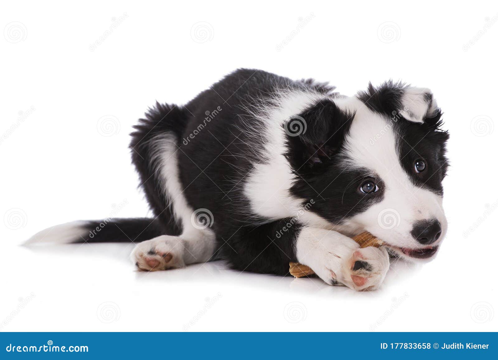 Cute Border Collie Puppy with Bull Peas Stock Photo Image of mammal