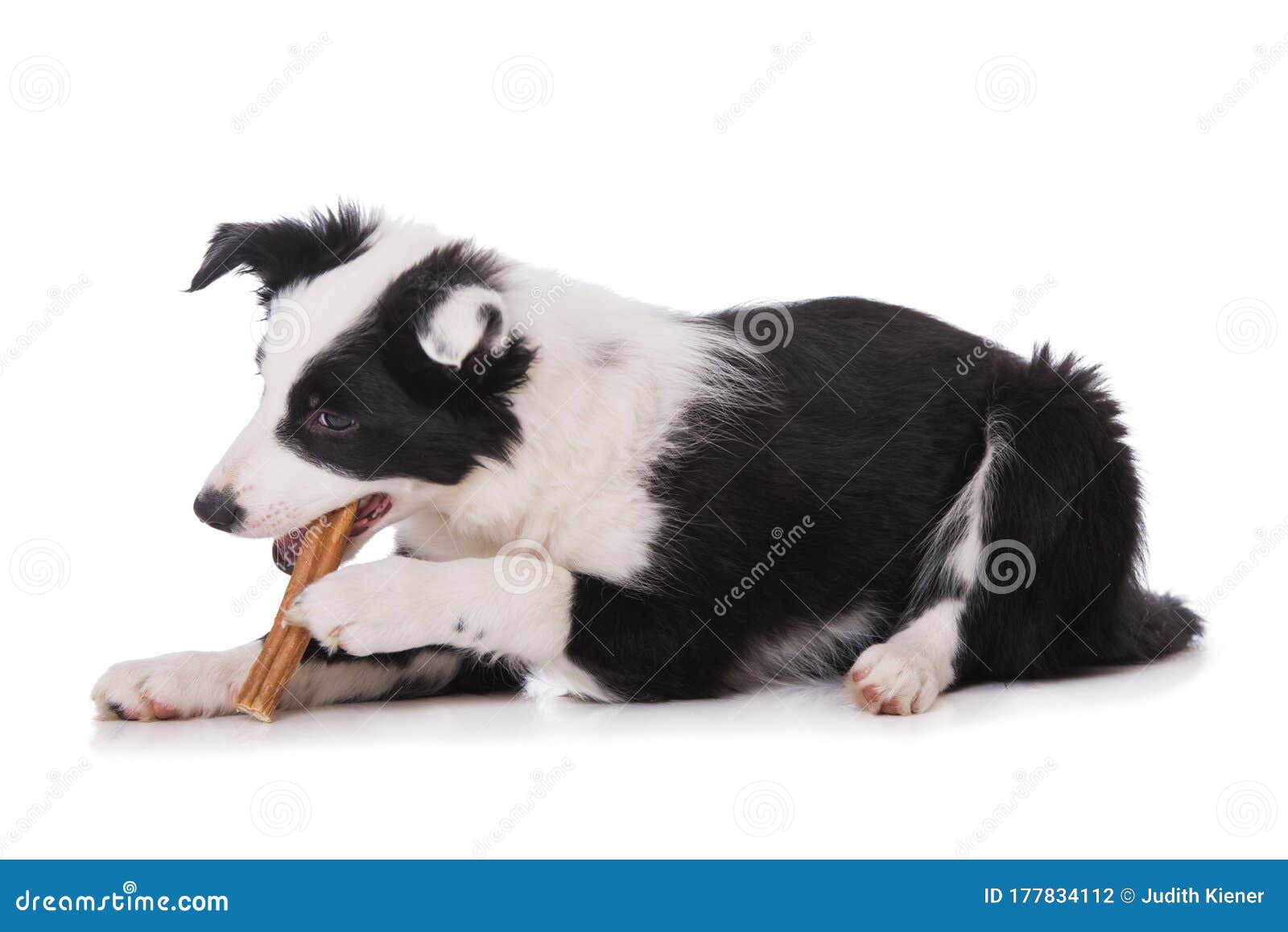 Cute Border Collie Puppy with Bull Peas Stock Photo Image of portrait