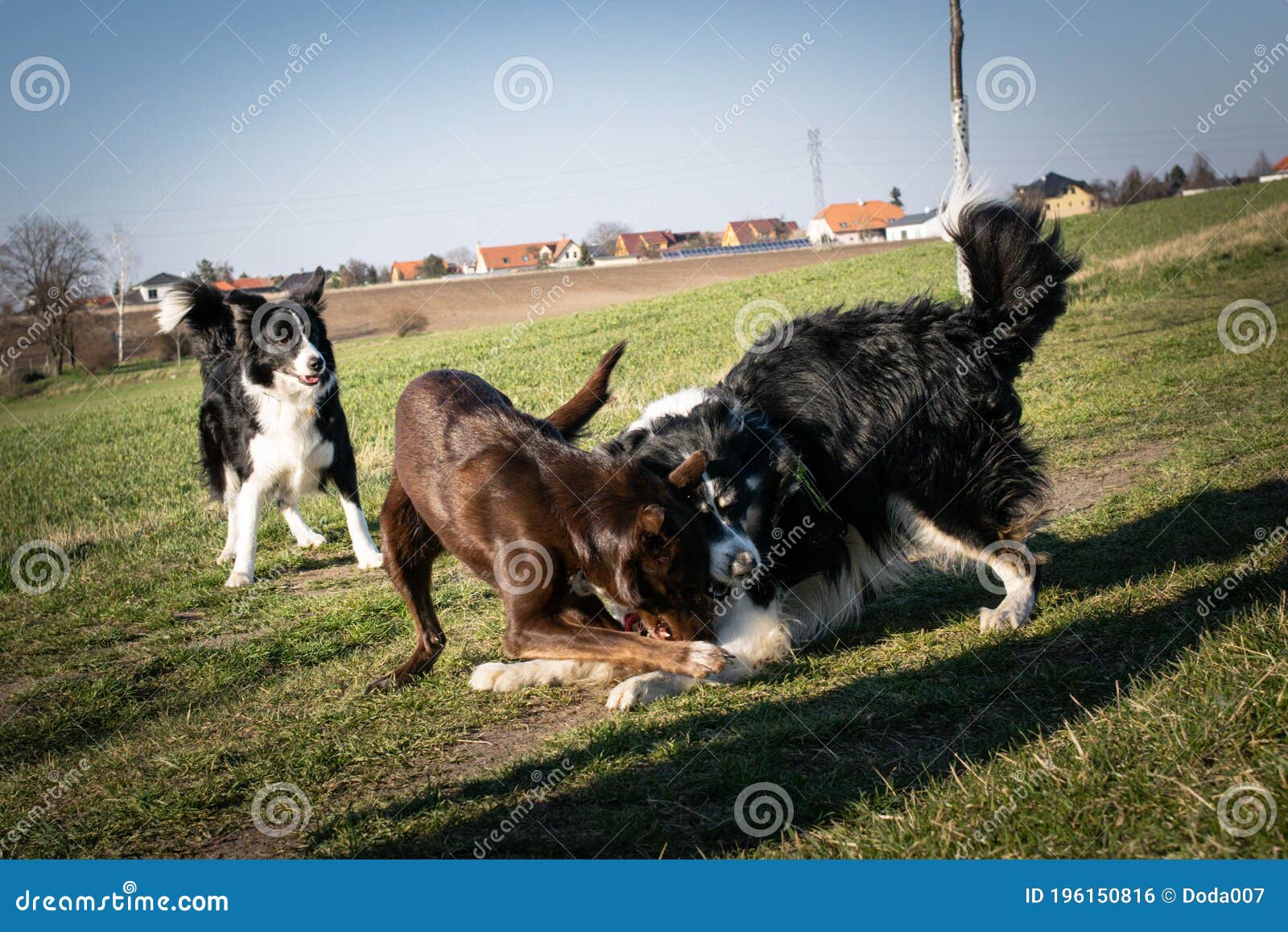border collies are plying together